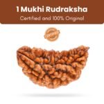 Siddh Rudraksha Bead 1 Face (Mukhi) 18 - 24mm