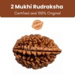 Siddh Rudraksha Bead 2 Face (Mukhi) 18 - 24mm