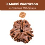 Siddh Rudraksha Bead 3 Face (Mukhi) 18 - 24mm
