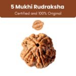 Siddh Rudraksha Bead 5 Face (Mukhi) 18 - 24mm