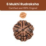 Siddh Rudraksha Bead 6 Face (Mukhi) 18 - 24mm