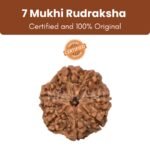 Siddh Rudraksha Bead 7 Face (Mukhi) 18 - 24mm