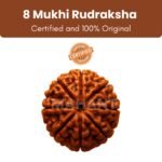 Siddh Rudraksha Bead 8 Face (Mukhi) 18 - 24mm